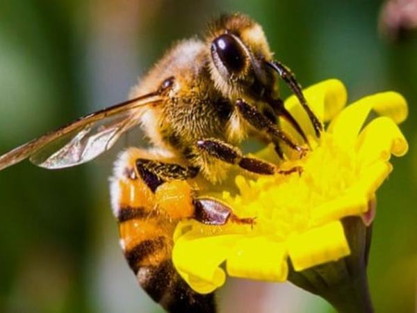 Con ong số mấy - Mơ thấy ong đánh con gì hay về nhất