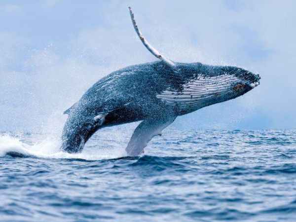 Mơ thấy cá voi đánh con gì và điềm báo là tốt hay xấu?