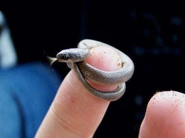 Nằm mơ thấy rắn nhỏ