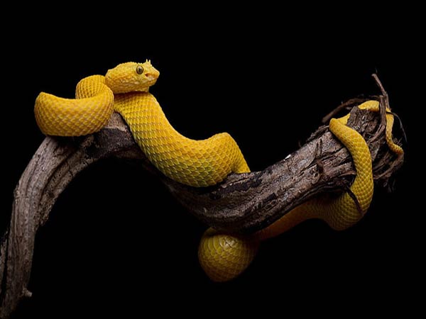 Mơ thấy rắn màu vàng